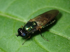 Chloromyia formosa