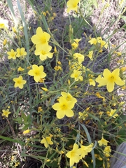 Linum flavum