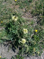 Pedicularis comosa