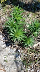 Lithospermum officinale