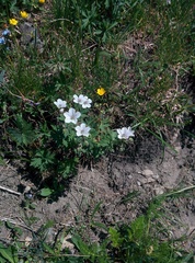 Geranium rivulare