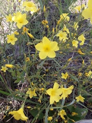 Linum flavum