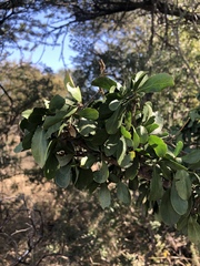Ehretia rigida nervifolia