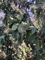 Ehretia rigida nervifolia