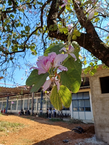 Bauhinia variegata