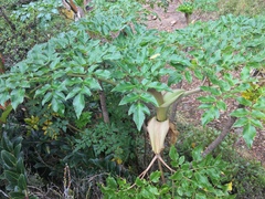 Myrrhidendron donnellsmithii