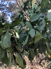 Ehretia rigida nervifolia