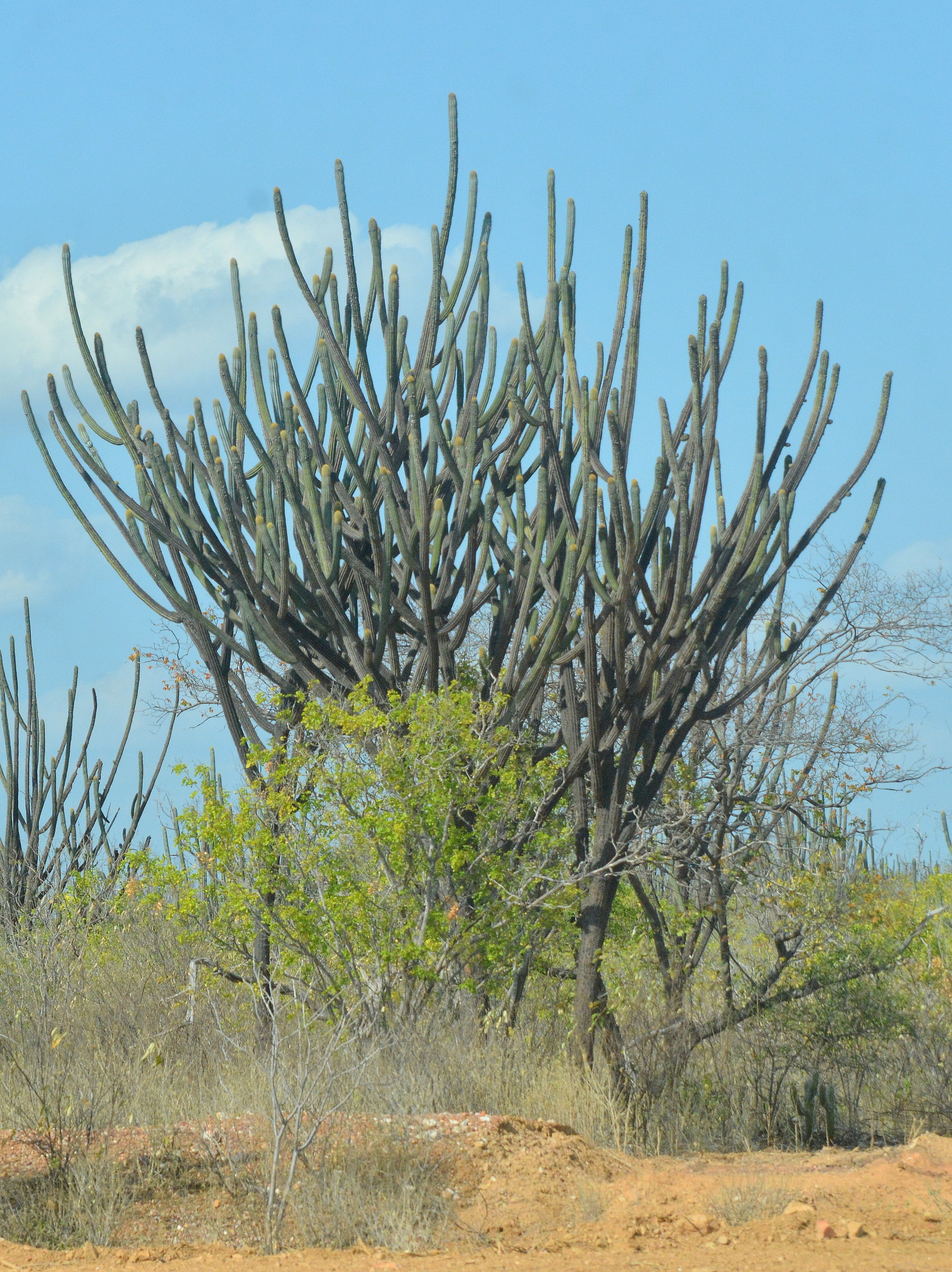 Pilosocereus pachycladus