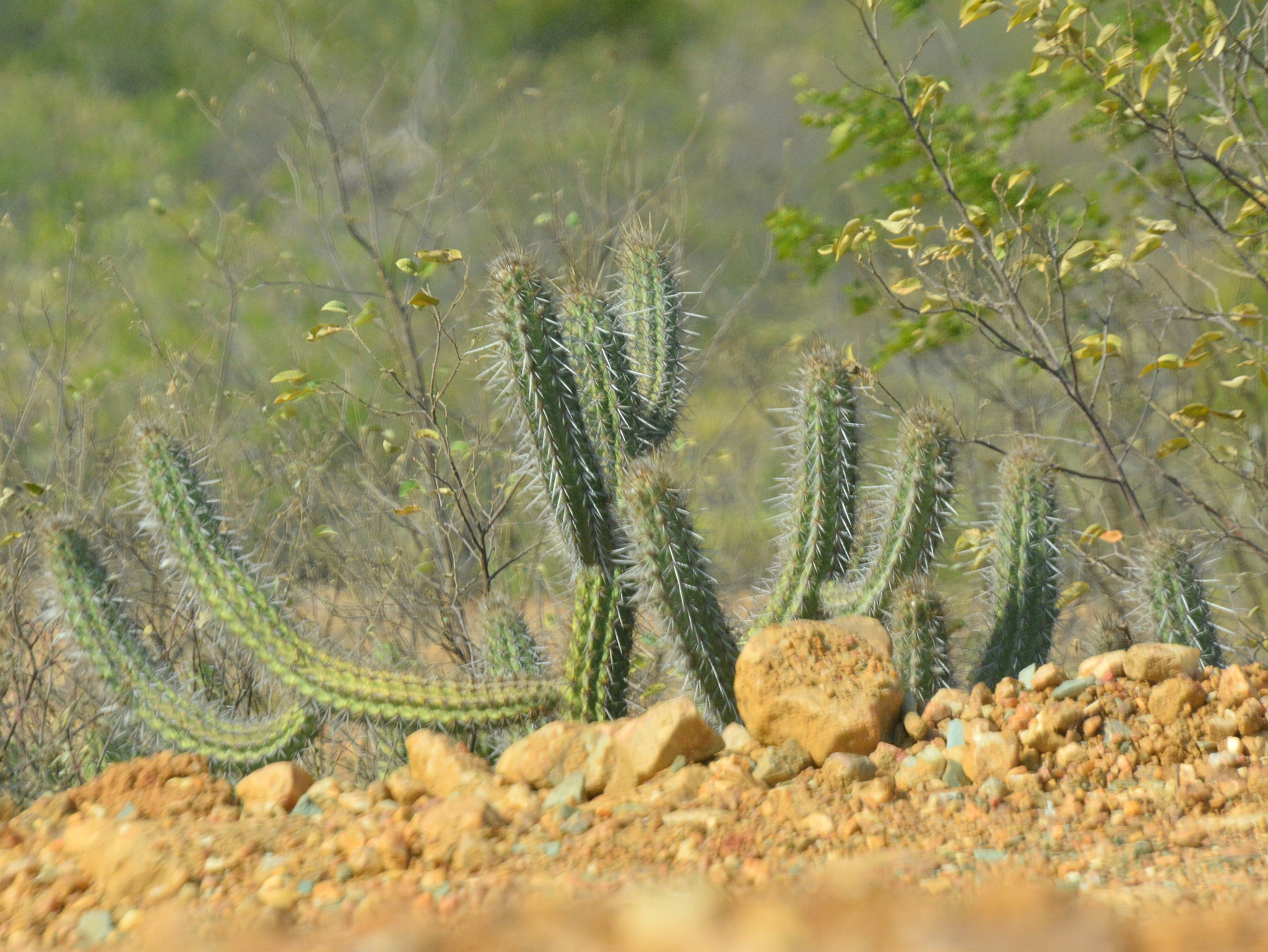 Xiquexique gounellei