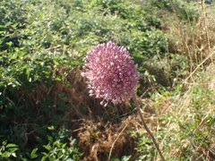 Allium polyanthum