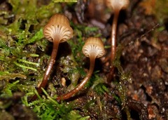 Mycena mamaku