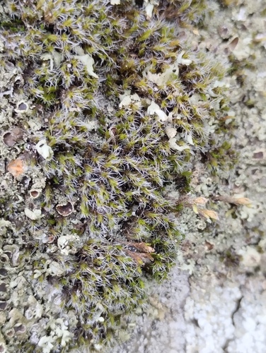 Grimmia muehlenbeckii observed 2024-07-29