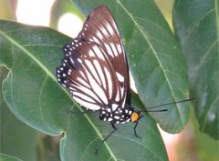 Euripus nyctelius
