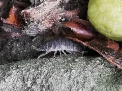 Porcellio