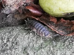 Porcellio