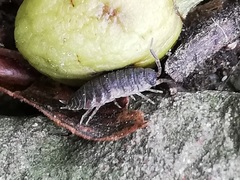 Porcellio