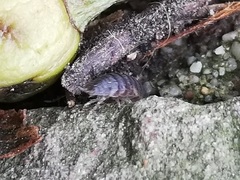 Porcellio