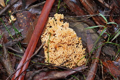 Ramaria pyrispora