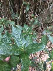 Quercus costaricensis