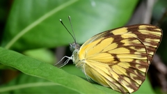 Belenois gidica abyssinica