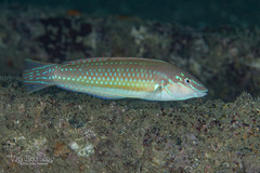 Painted Wrasse photo 1