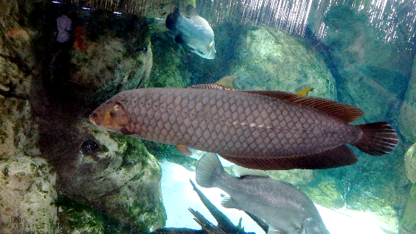 African Bonytongue