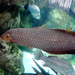 African Arowana - Photo (c) Brent Tibbatts, some rights reserved (CC BY)
