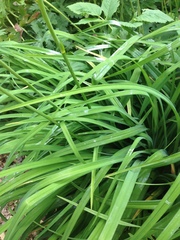 Hemerocallis lilioasphodelus