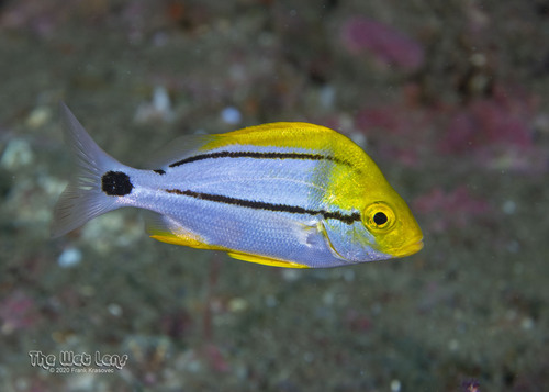 Porkfish
