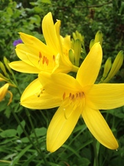 Hemerocallis lilioasphodelus