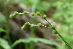 Carex echinodes