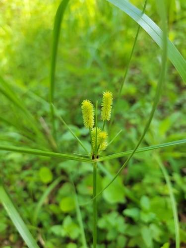 Cyperus ovatus, 2024-08-01