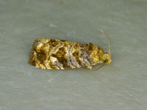 Paralobesia landryi