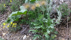 Cephalaria coriacea