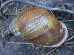 Megalobulimus paranaguensis