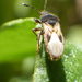 Chinch Bugs - Photo (c) Ben Armstrong, some rights reserved (CC BY), uploaded by Ben Armstrong