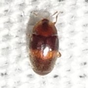 Corylophidae