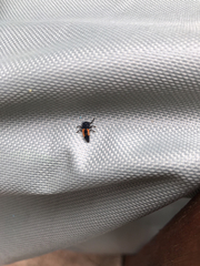 Harmonia axyridis
