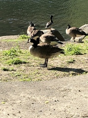 Branta canadensis