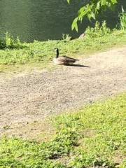 Branta canadensis