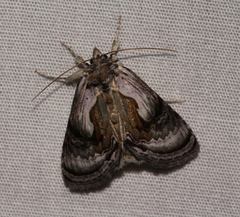 Chrysanympha formosa