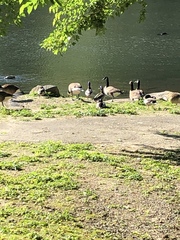Branta canadensis