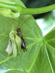 Apterygida albipennis