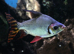 Silver Prochilodus photo 1