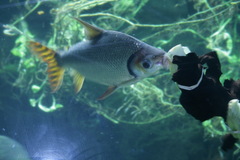 Silver Prochilodus photo 3