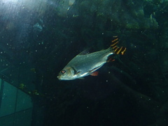Silver Prochilodus photo 4