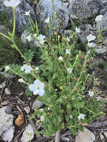 Image of Nicotiana repanda by (c) Jo Roberts, some rights reserved (CC BY)