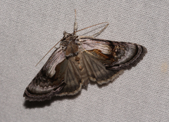 Chrysanympha formosa