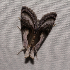 Chrysanympha formosa