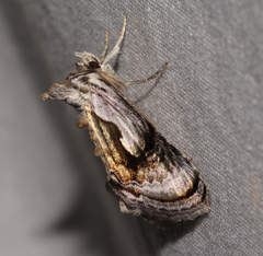 Chrysanympha formosa